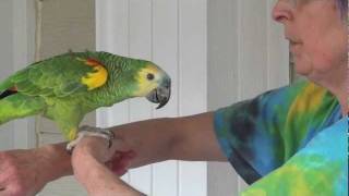 Jubilee the Blue Fronted Amazon screenshot 3