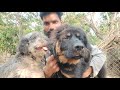 Gaddi,Bhutia & Tibetan Mastiff क्या पुराने समय में Gaddi, Bhutia और Tibetan Mastiff एक ही थे?