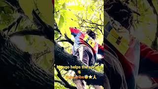 Man Climbs Tree To Pick Mango? mango fruit fruits tree shorts viralshorts viralshortsvideo