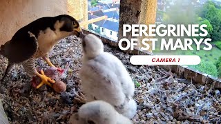 Peregrines of St Marys - Camera 1