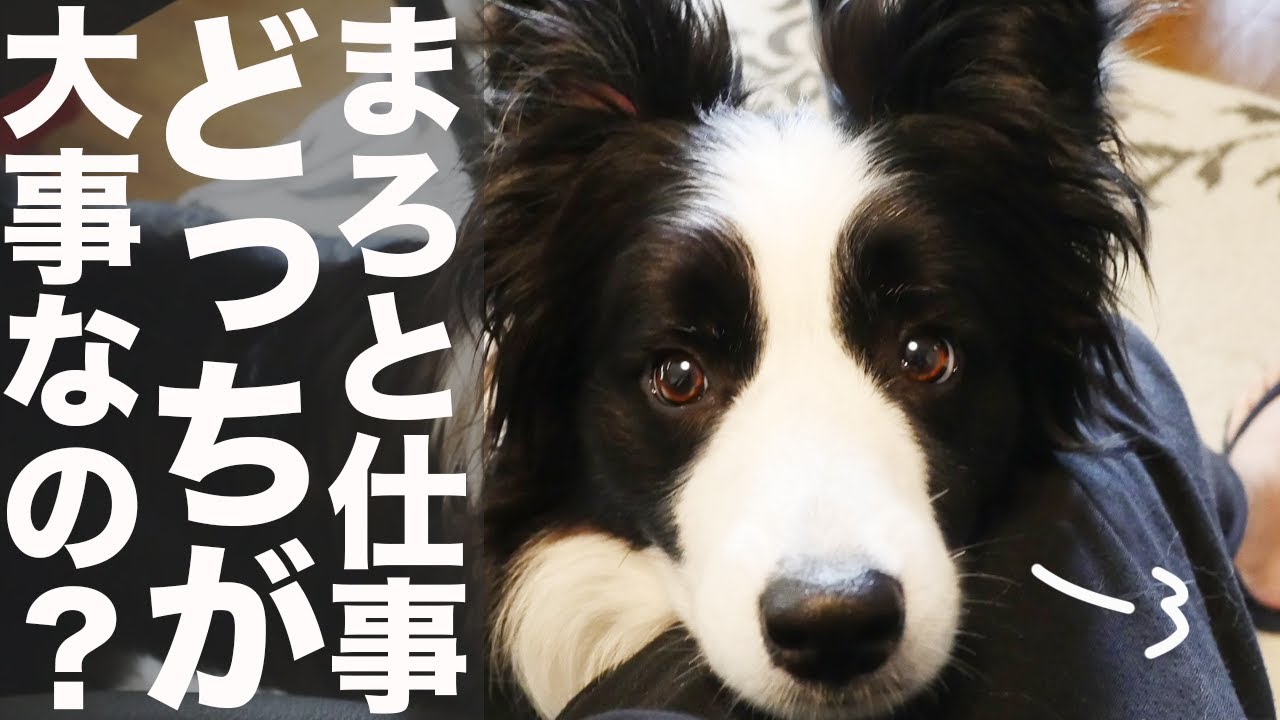机の下からボーダーコリー 飼い主が好きすぎて仕事の邪魔をしてしまうボーダーコリーがかわいい Youtube