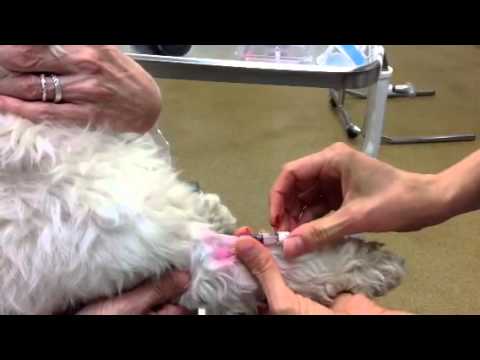 Pose Catheter Chien Youtube Pose Catheter Chien Youtube