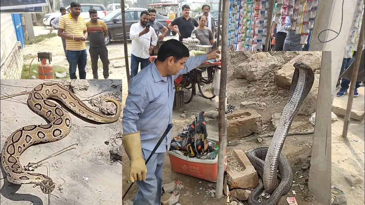 मौसम बदलते ही निकल आए बड़े -बडे जहरीले सांप///स्नेकमैन सतीश फफड़ाना (9255130130)