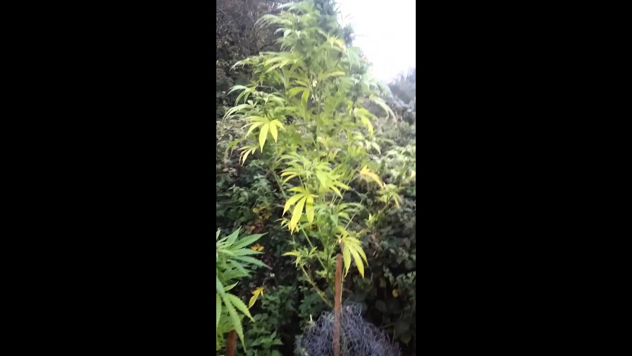 Harvest ganja trees uk 2015 guerilla