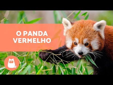 Vídeo: Onde crescem os abetos vermelhos?