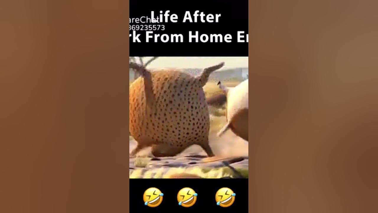 life-after-work-from-home-animal-youtube