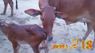 pure sahiwal ki taza soi cow for sale hain|تازہ سوٸ ساہیوال کی 2 گاۓ فار سیل ہیں