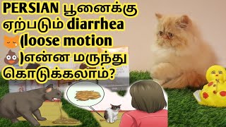 Persian cat diarrhea medicine ||lucky cattery தமிழில்....