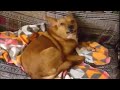 Music-loving dog sings along to favorite song