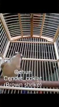 Cendet coklat burung migran