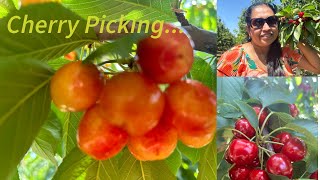 Cherry Picking at Brentwood , California #california #brentwoodca #cherry #fruitfarming