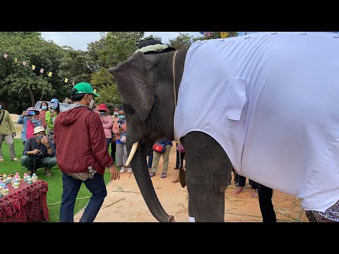 ระทึกบัววิ่งอีกแล้ว 💚พ่อเสือจับได้😂elephant