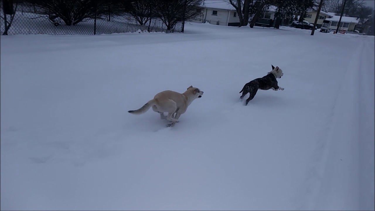 Jax & Sparkle: A snow day is just another play day
