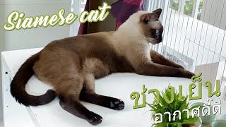 บรรยากาศยามเย็นคลองหลังบ้าน  #คลองน้ำ #cat #Labrador by ถ่องแท้นะเหมียว 283 views 3 months ago 6 minutes, 31 seconds