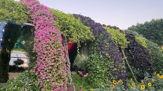 حديقة الزهور ج1- دبي - Dubai Miracle Garden part1