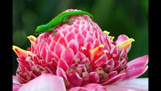 Idée Voyage à Mayotte