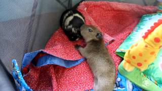 Baby Capybara Meets a Guinea Pig