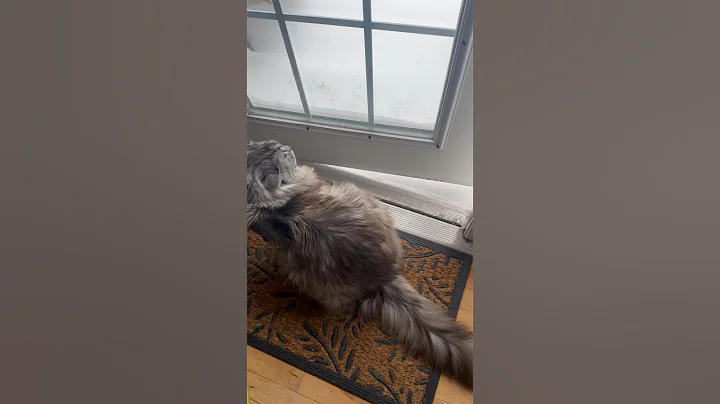 Video 3974701: polydactyl mainecoon cat, pets catlover kitty, tiny cat, cat old