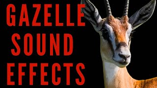 WHAT NOISE DO GAZELLE MAKE - Gazelle Sound Effects | maktub_ytv