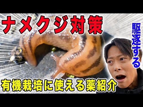 ナメクジ カタツムリ ダンゴムシから野菜を守れ 防除方法紹介 Youtube