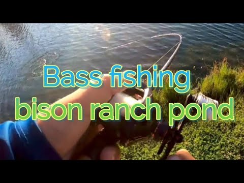 Bass fishing bison ranch pond @berkleyfishing @KastKing
