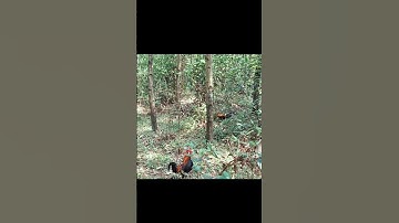 bẩy gà rừng, gà về chạy như ma đuổi, tiếng gà rừng, tiếng gà rừng rặc, tiếng gà rừng rặc gáy