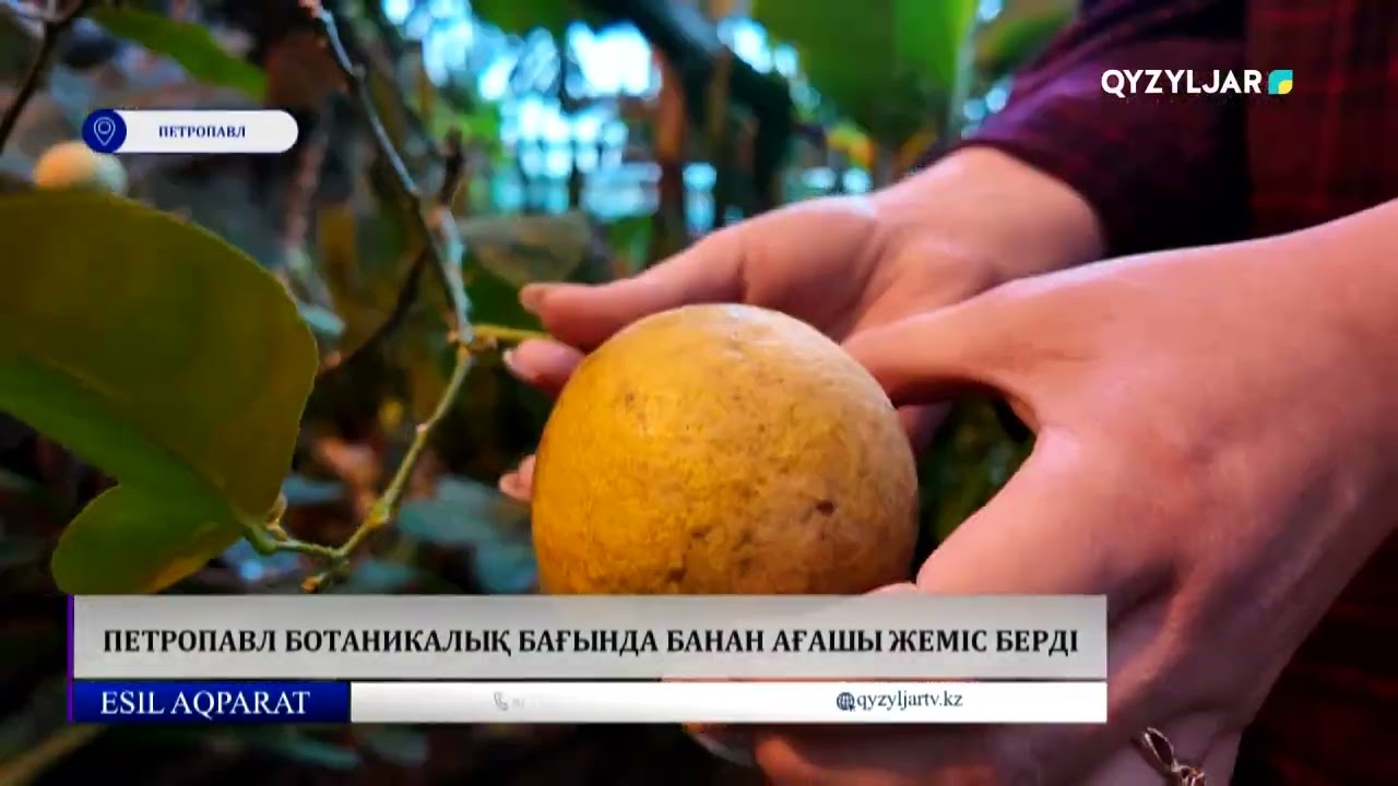 Петропавл ботаникалық бағында банан ағашы жеміс берді