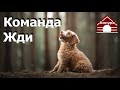 137. Учим щенка выдержке, упражнение на терпение. Команда Ждать