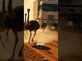Emu War: Australia's Military Lost to Birds! (1932)
