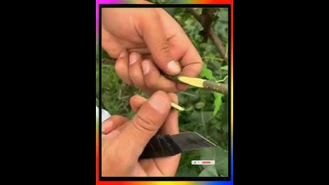 Chia sẻ công nghệ ghép cây ăn quả về ghép cành cây lê vào mùa thu # công nghệ ghép cành # hướng dẫn