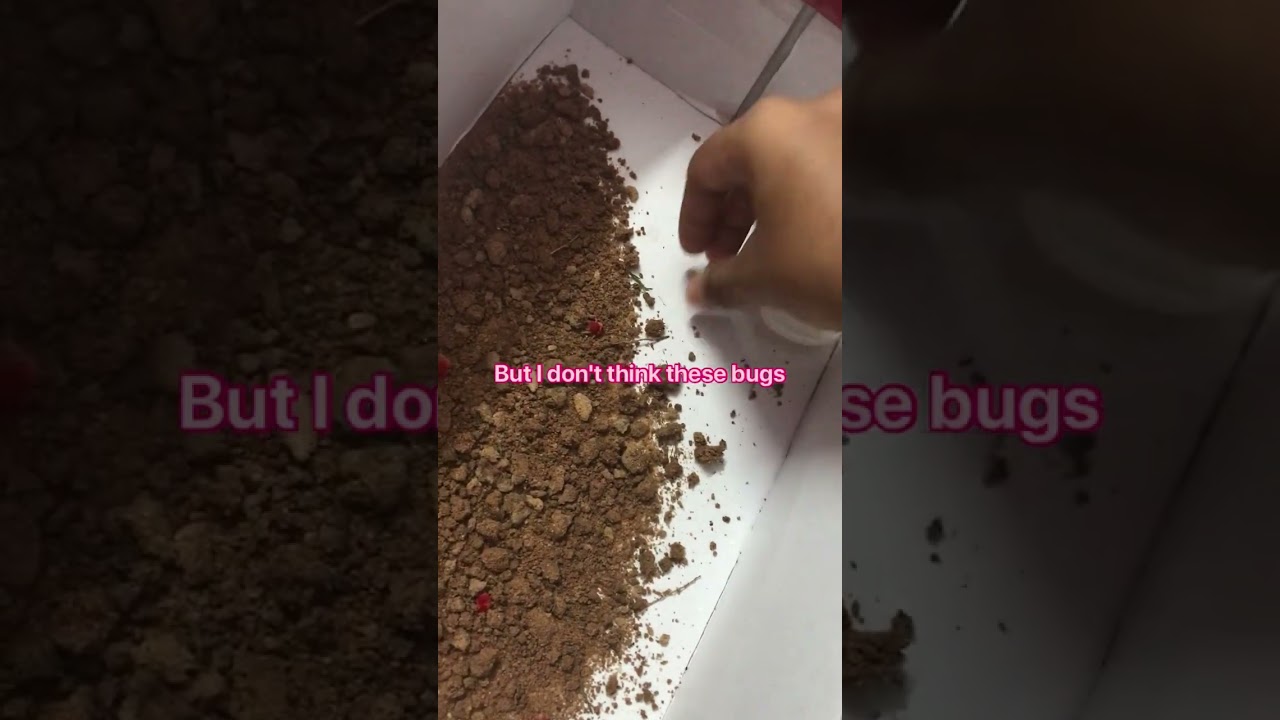 Bug keychain - part 1… Don’t hate me for this… they are gonna die anyway 