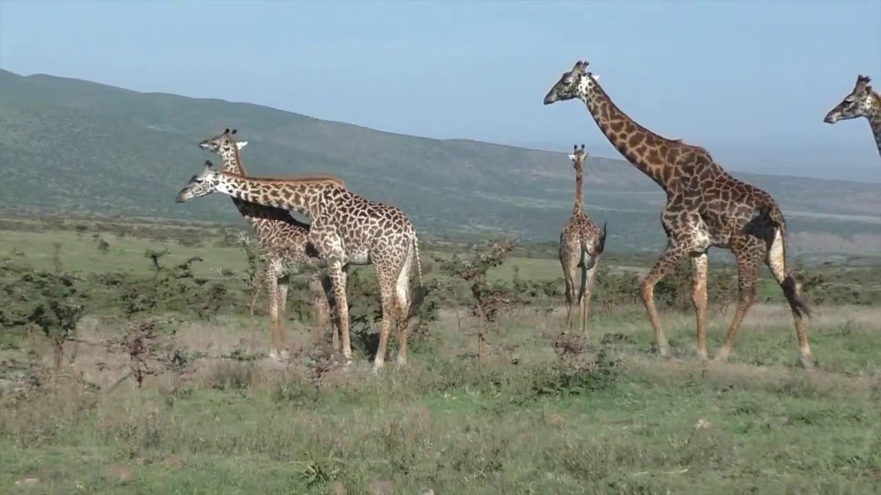 Tansania Safari with Nature Responsible Safari