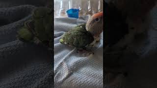 Baby cape parrot! koty the cape. #cute #cutebaby #cuteanimals #parrot #adoreble #beautiful #pets