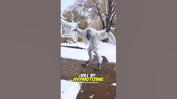 Dit is de gevaarlijkste vogel ter wereld 😱 !!!