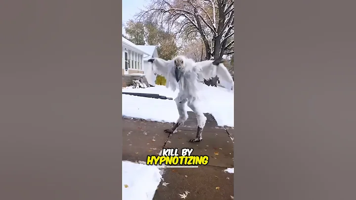 This is the most Dangerous Bird In the World 😱 !!!