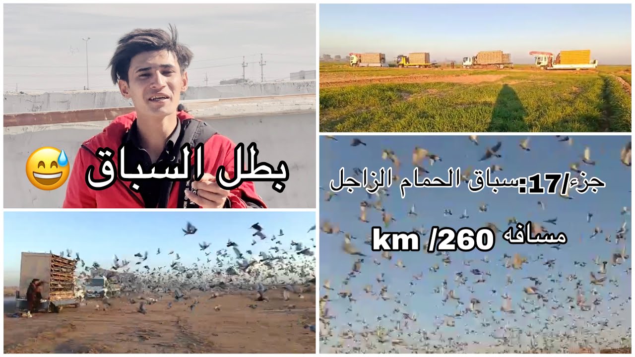 اقوه سباق جزء/ال17سباق الحمام الزاجل المسافه /260/كيلو🌹