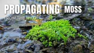 Propagating MOSS Collected from the Wild || How to propagate and find moss  Guide