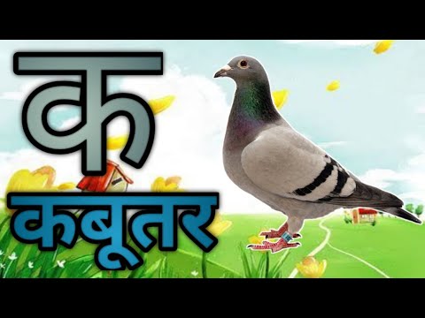 k se kabutar | ka se kabutar | k se kabutar kha se khargosh Hindi Kids ...