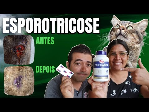 Vídeo: Como tratar a infecção do pé do cão