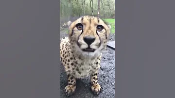 Cheetah Meow Mp4 