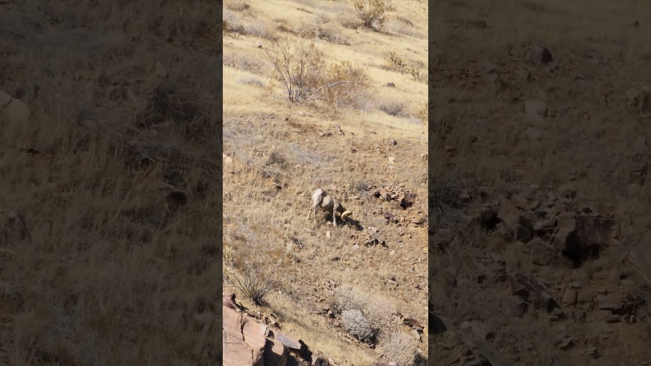 Bighorn Sheep on the Hunt