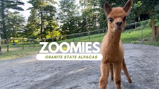 Baby Alpaca has the Zoomies!
