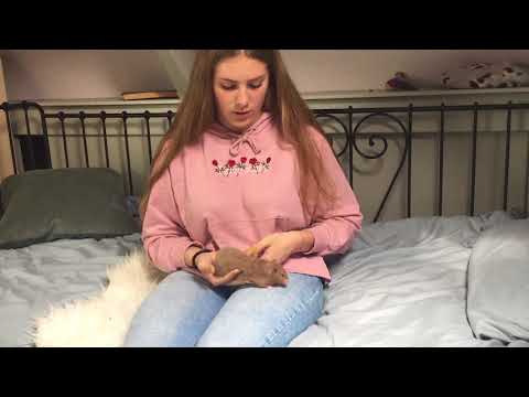 Video: Roze Oog Bij Hamsters