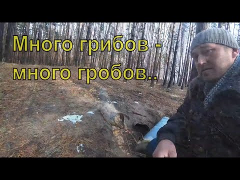 Video: Familja Russula. kërpudha laktike