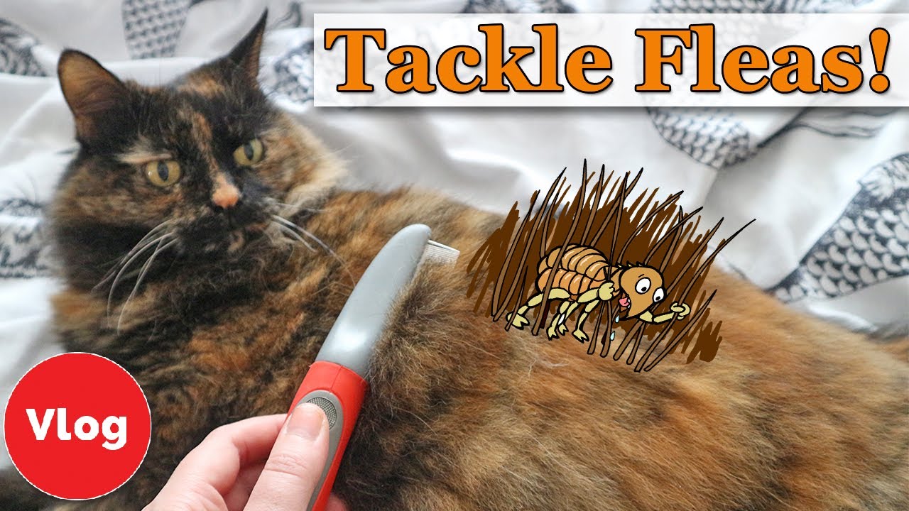 Can you get rid of fleas by bathing your cat How To Prevent And Treat Your Cat From Fleas Homemade Flea Repellent Tutorial Competition Youtube