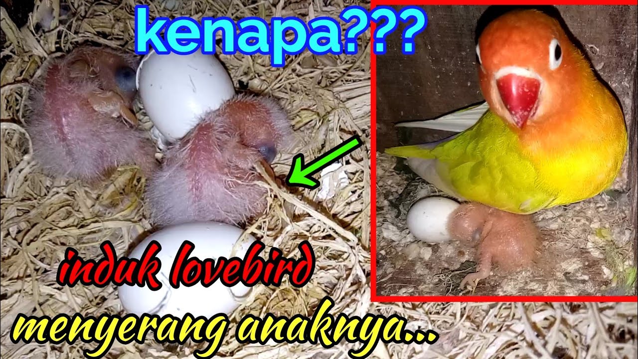 Penyebab indukan lovebird menyerang anakannya || ternak lovebird 