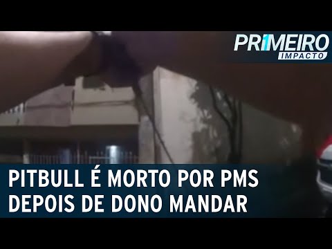 Vídeo: Pet Scoop: Filhote Fugitivo Recebe Um Tiro De Caneca, Patinhos Recém-Nascidos Surpreendentemente Espertos