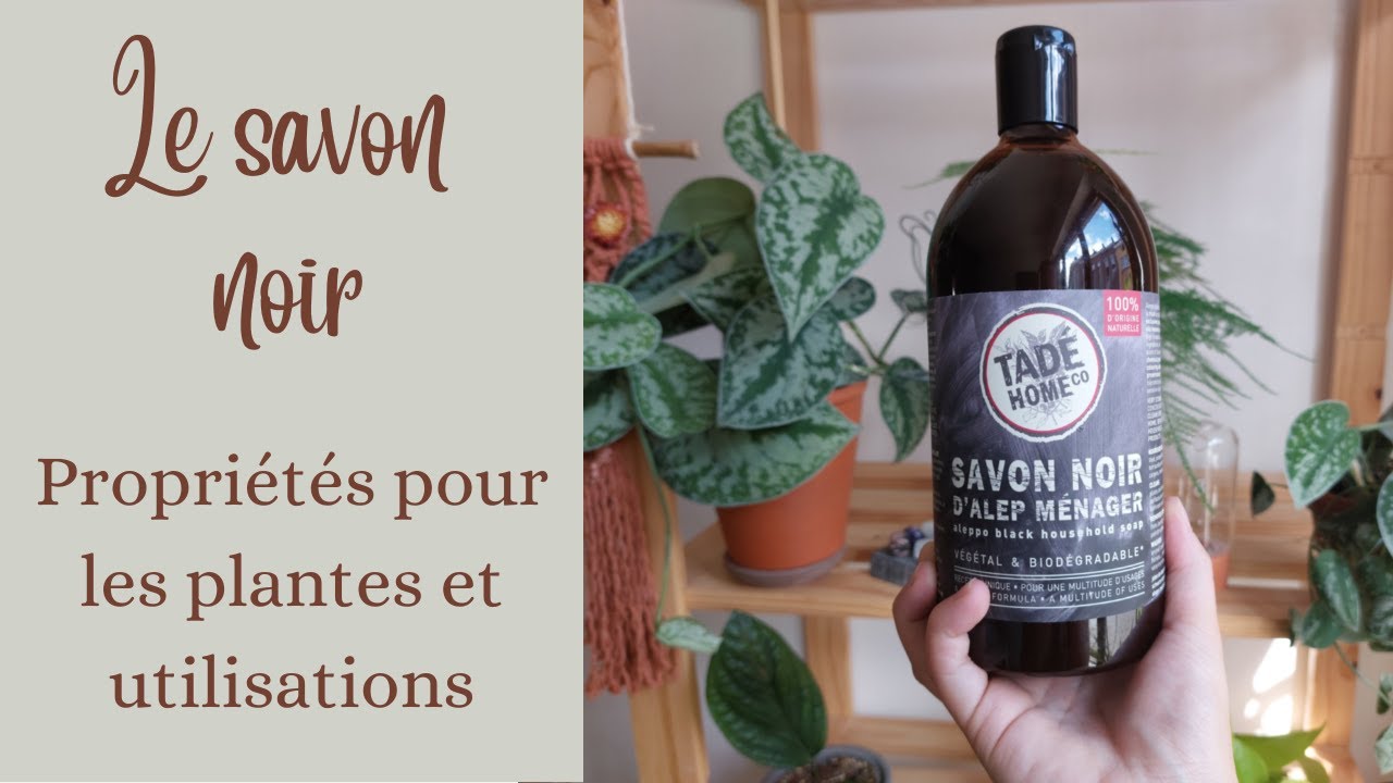 Le savon noir pour nos plantes | Propriétés, utilisations, recettes 🌿
