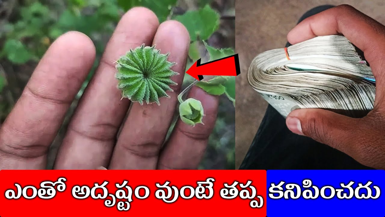 అదృష్టం ఉంటేనే కనిపిస్తుంది