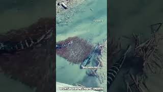 Beginilah Cara Ikan Melindungi Anaknya